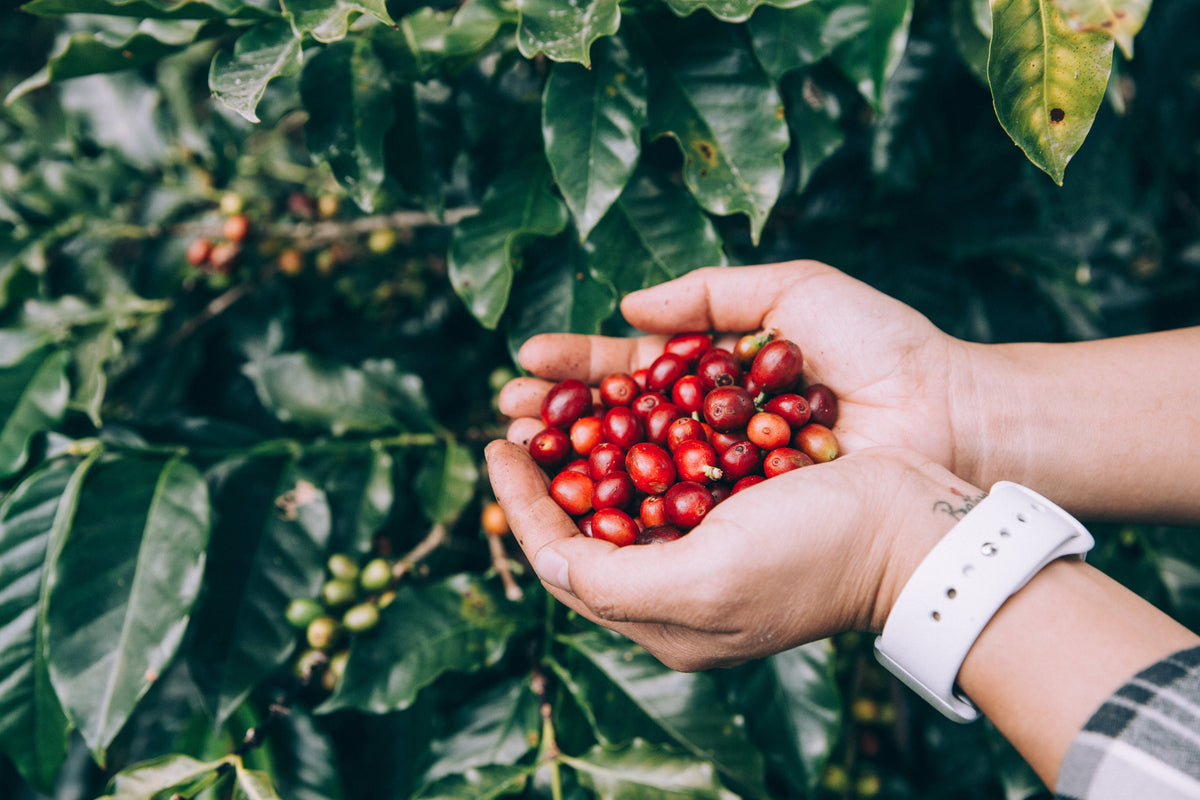 Our Premium Blends